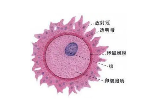 卵子是什么样的