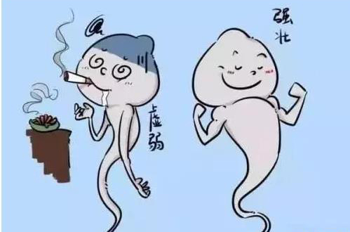 抽烟对精子质量影响大吗